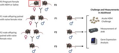 Multigenerational Epigenetic Regulation of Allergic Diseases: Utilizing an Experimental Dust Mite-Induced Asthma Model